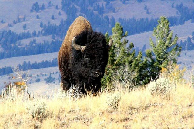 BrushBuck Wildlife Tours-杰克逊必去景点