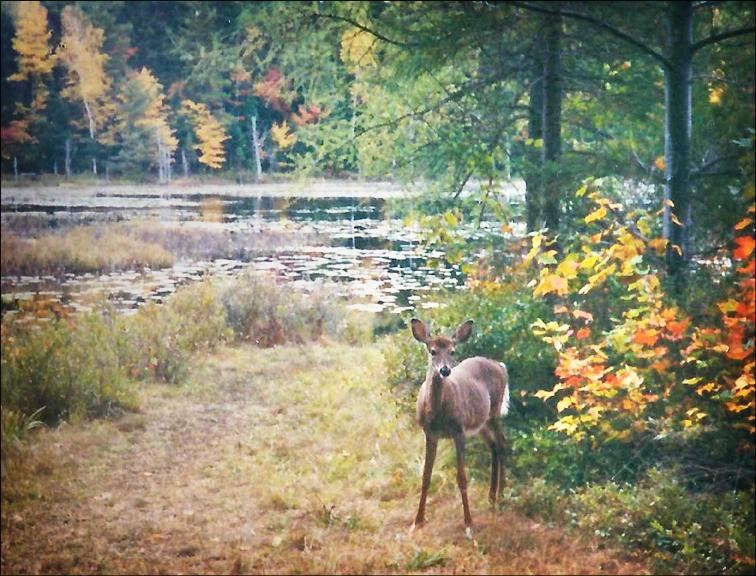 Paul Smith's College VIC-Paul Smiths必去景点
