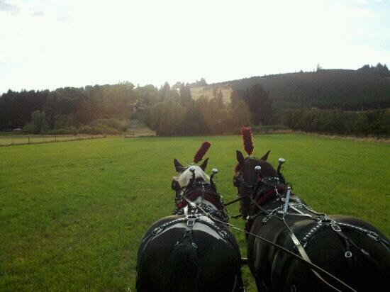 Equestrian Wine Tours-Carlton必去景点