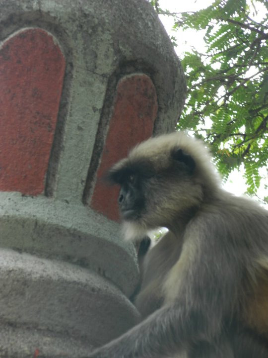Sagareshwar Wildlife Sanctuary景点图片