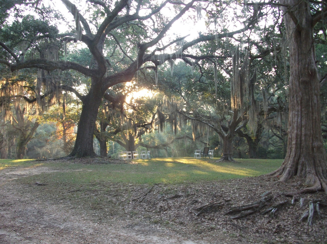 Desert Plantation主图