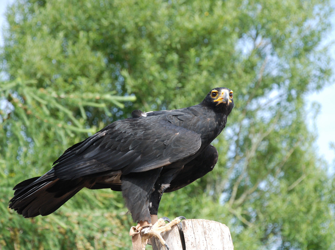 Eagle World景点图片