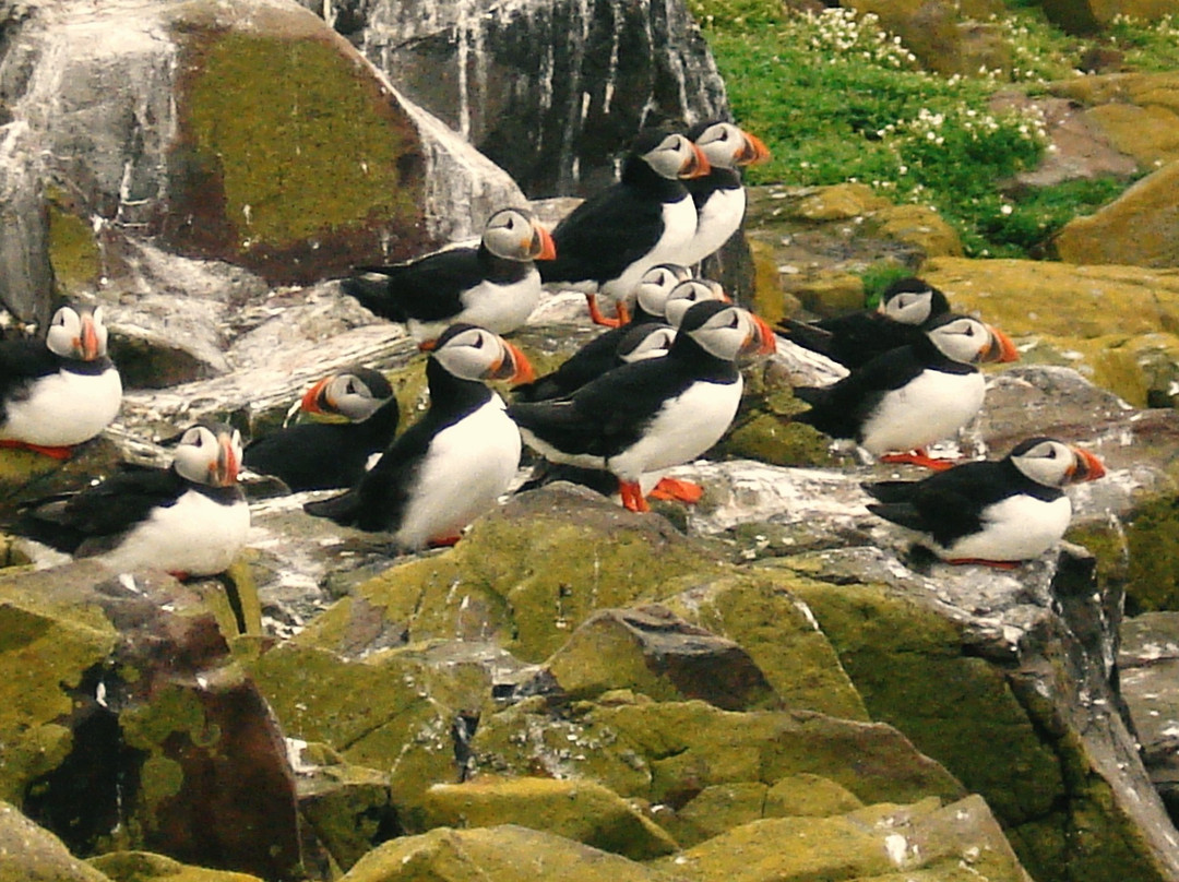 Farne Islands景点图片
