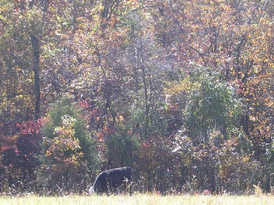 Buffalo River Lodge主图