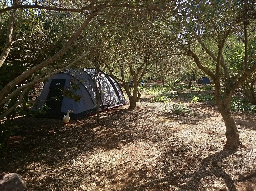 Camp Skriveni