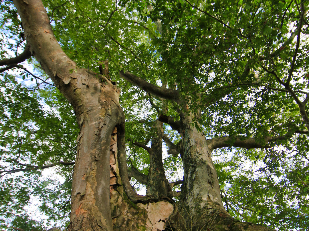 Tsukiyomino Sakura (Giant Zelvoka Tree)景点图片