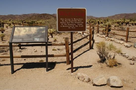 Cholla Cactus Garden-约书亚树国家公园必去景点