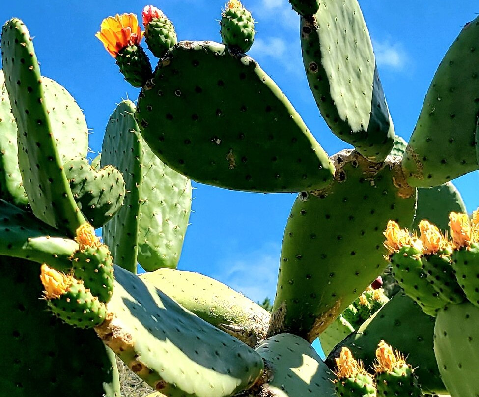 加州大学伯克利分校植物园-伯克利必去景点