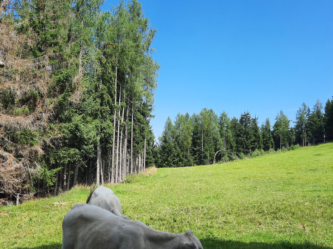 Halleiner Haus主图