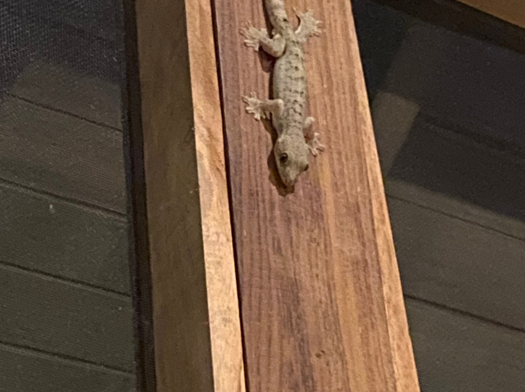 Golfo Dulce Retreat主图