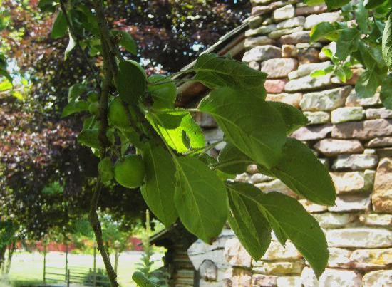 Historic Crab Orchard Museum-Tazewell必去景点