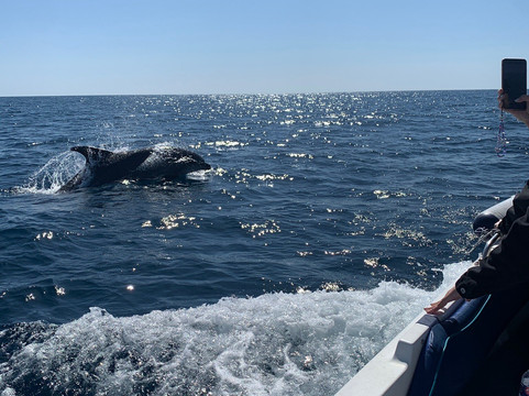 Ocean Vibes Algarve-法罗必去景点