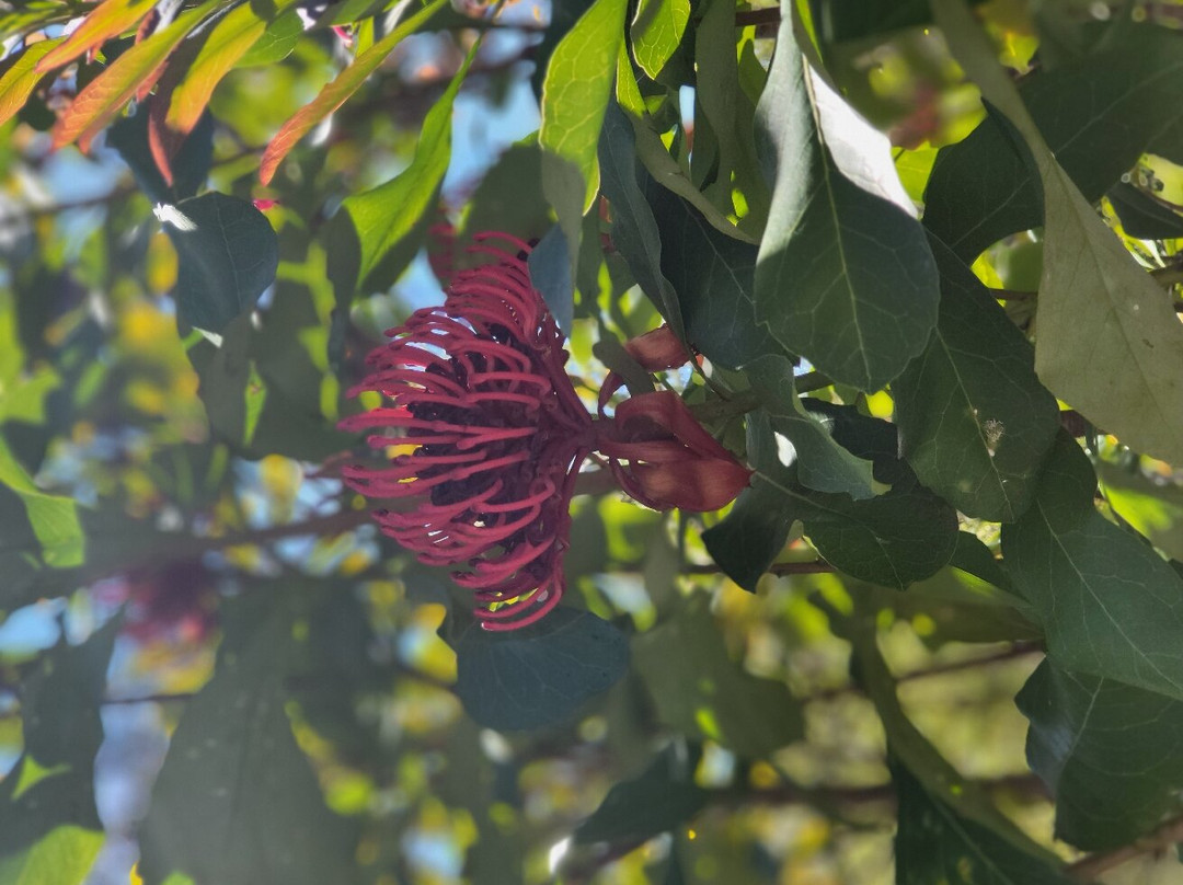 The Campbell Rhododendron Gardens-布莱克希思必去景点