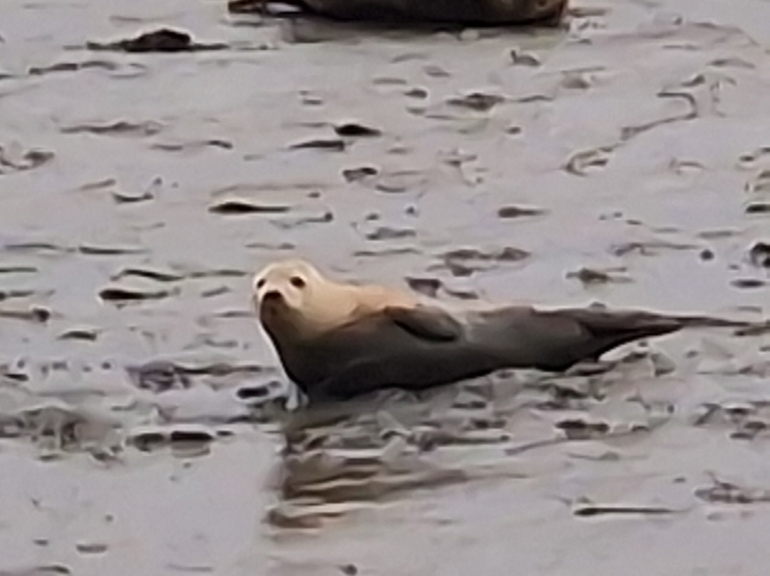 Chichester Harbour Water Tours景点图片