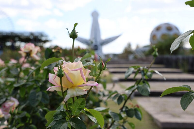 Rose Garden-吹田市必去景点