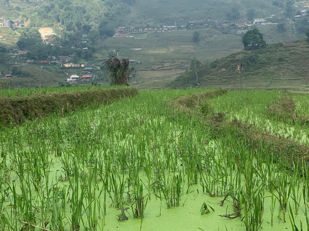 Sapa Trekking With Ku