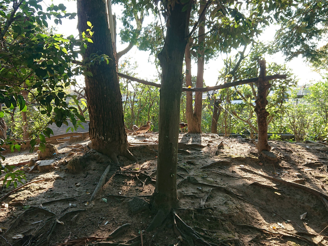 Campbelltown Forest of Wild Birds-越谷市必去景点