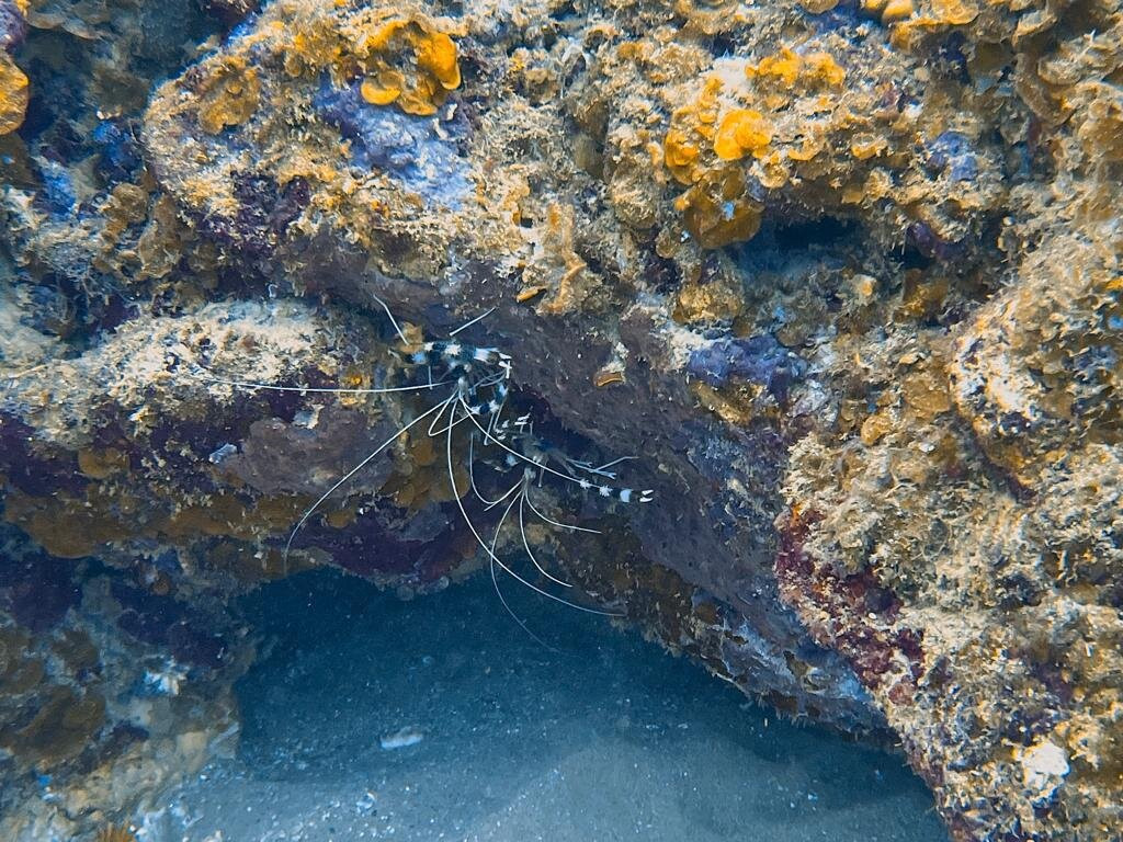 Diving Puerto Plata-普拉塔港必去景点