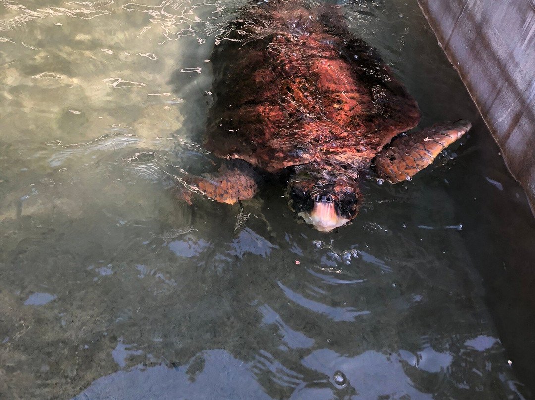 Ogasawara Ocean Center-小笠原村必去景点