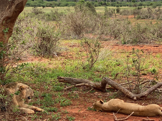 Cambiaso  kenya Safari-瓦塔木必去景点
