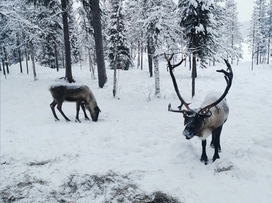 Santa Claus Levi-Levi必去景点