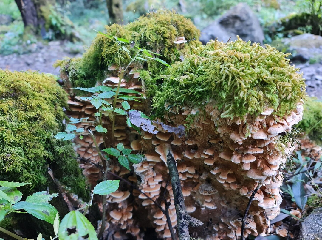 Langtang Valley-Langtang National Park必去景点