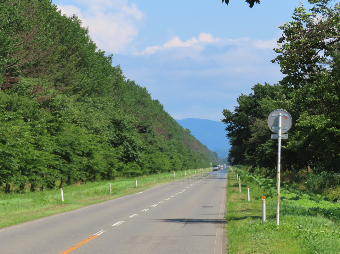 Nanohana Road景点图片