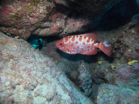 Leagues Ahead Diving-英国人海滩必去景点