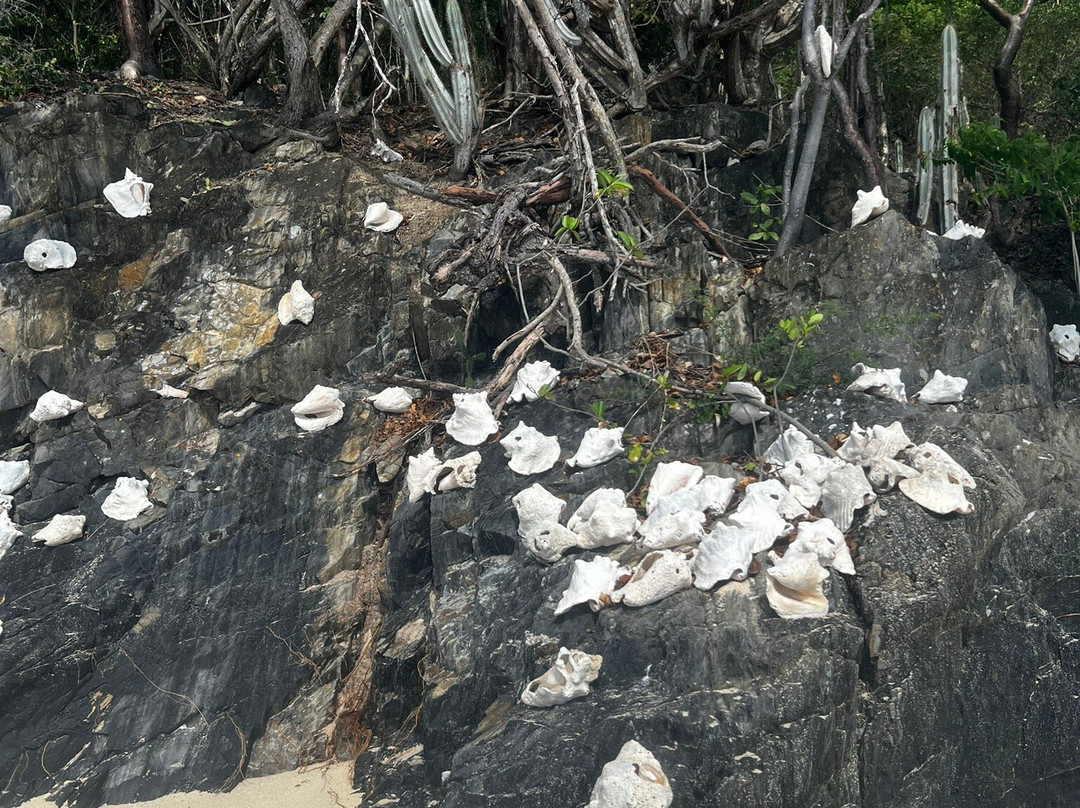Buck Island Cove-圣克鲁斯必去景点