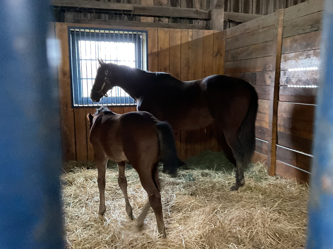 The Guesthouse at Rosecrest Farm主图