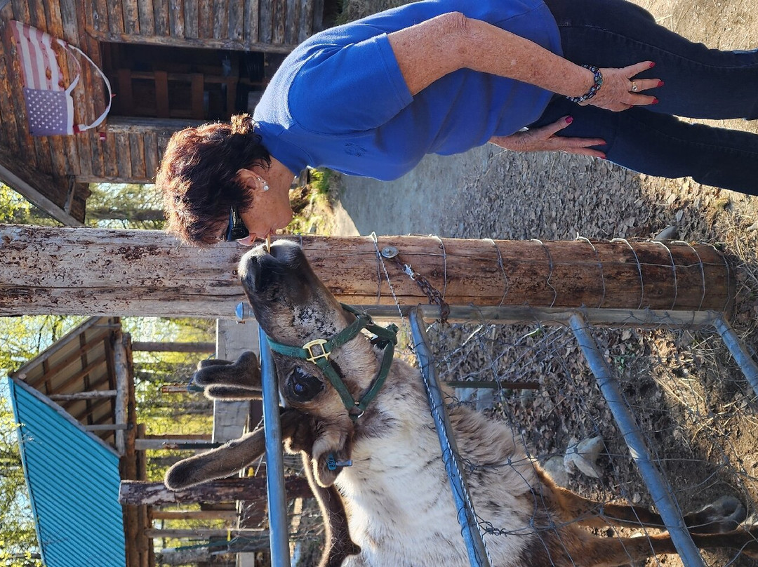 D & S Alaskan Trail Rides-塔尔基特纳必去景点