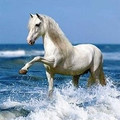 GallopingGourmetjsy