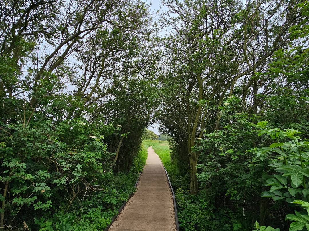 The White Horse主图