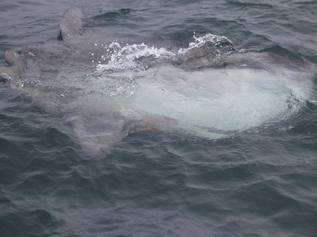 Brier Island Whale and Seabird Cruises-Westport必去景点