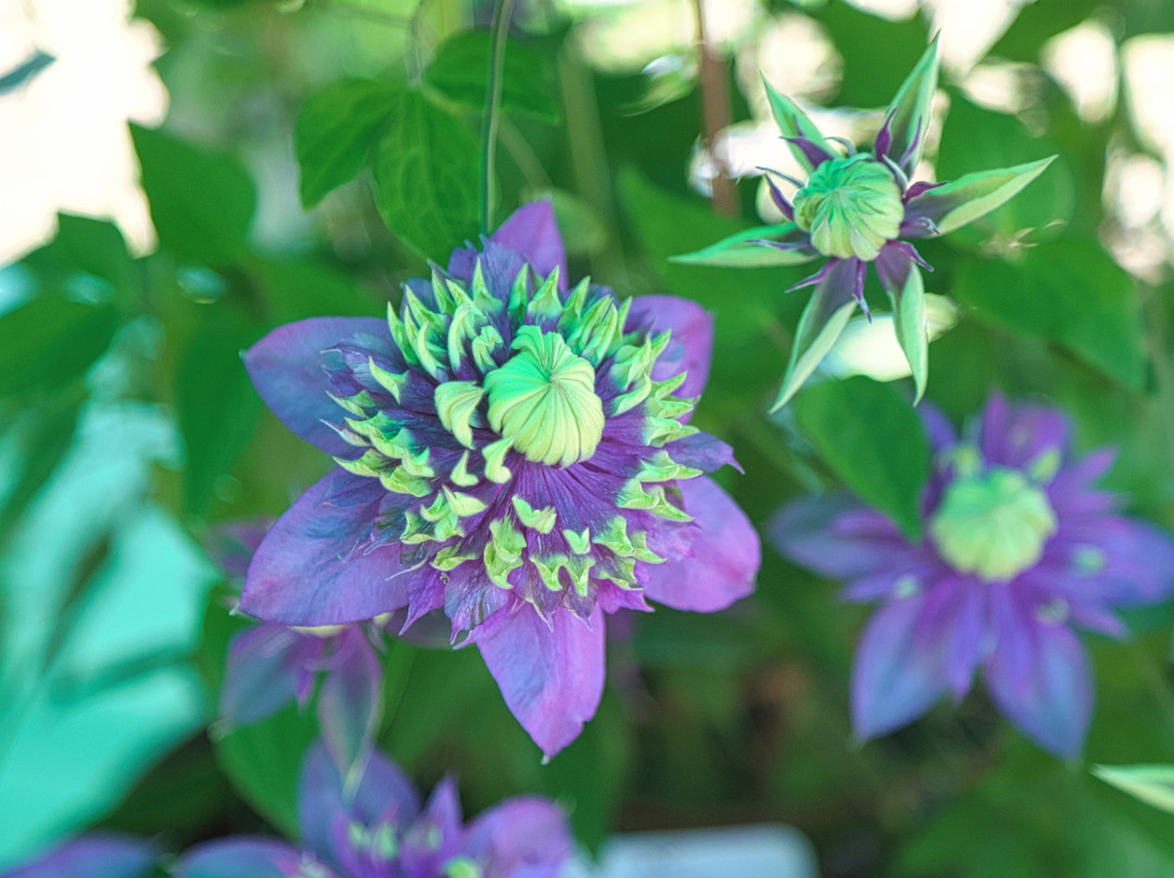 Tsukuba Botanical Garden-筑波市必去景点