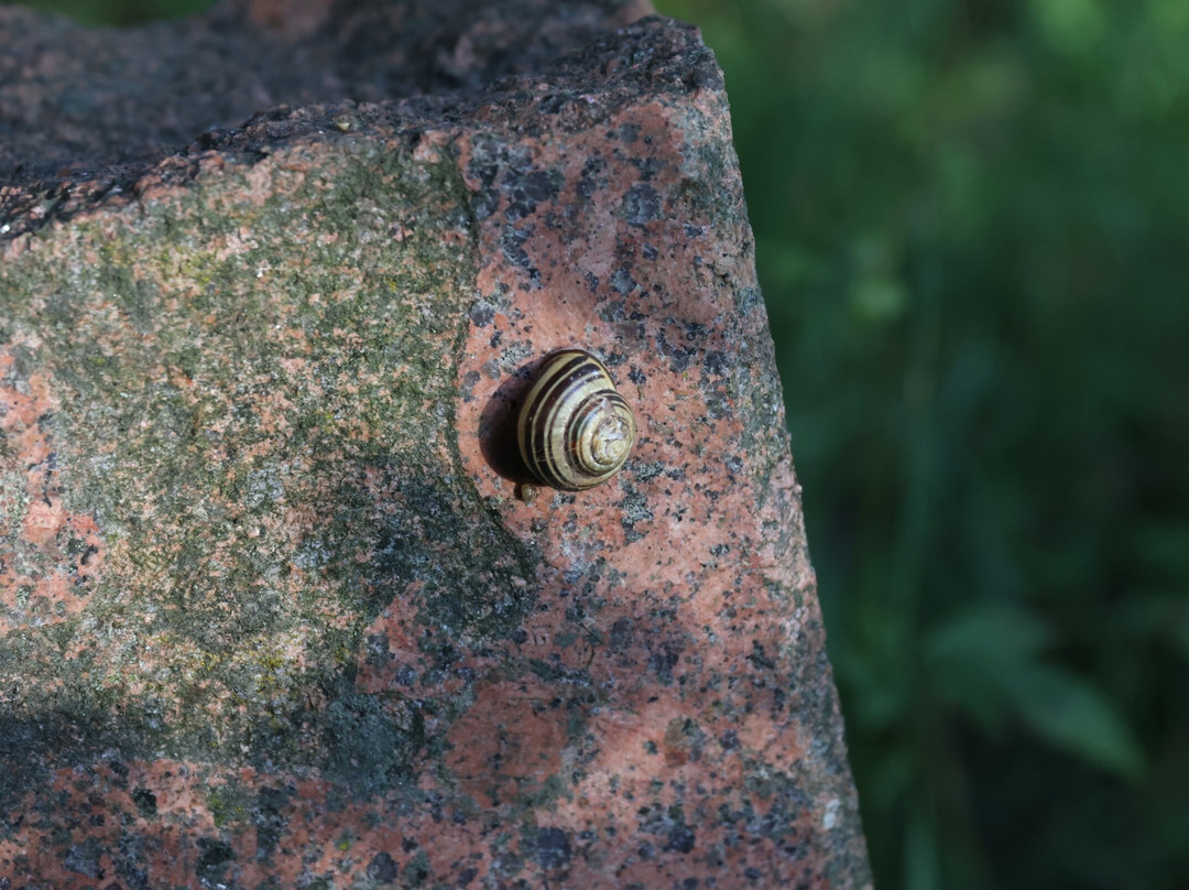 Jewish Old Cemetery In Krynki