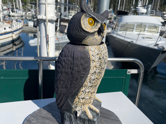 Friday Harbor Cruises-星期五港湾必去景点