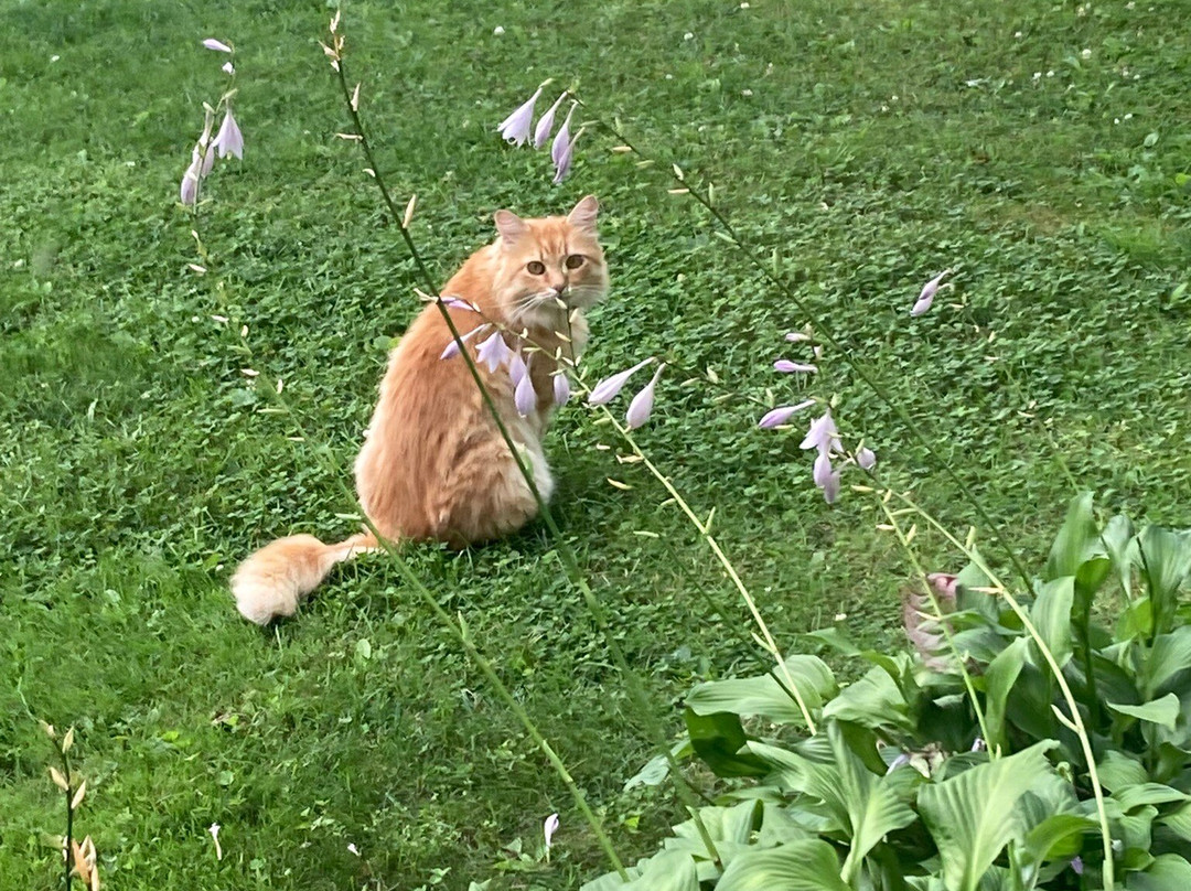 Bunker Hill Inn主图