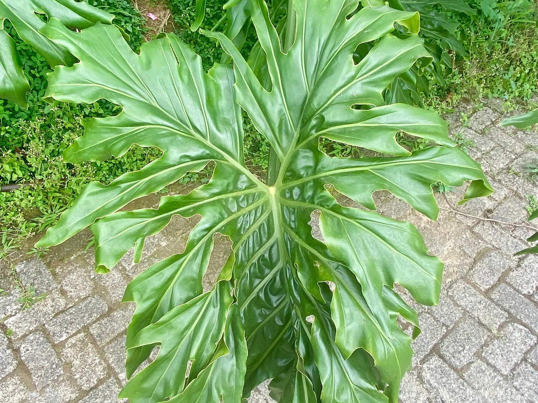 Shaf Rental-万隆必去景点