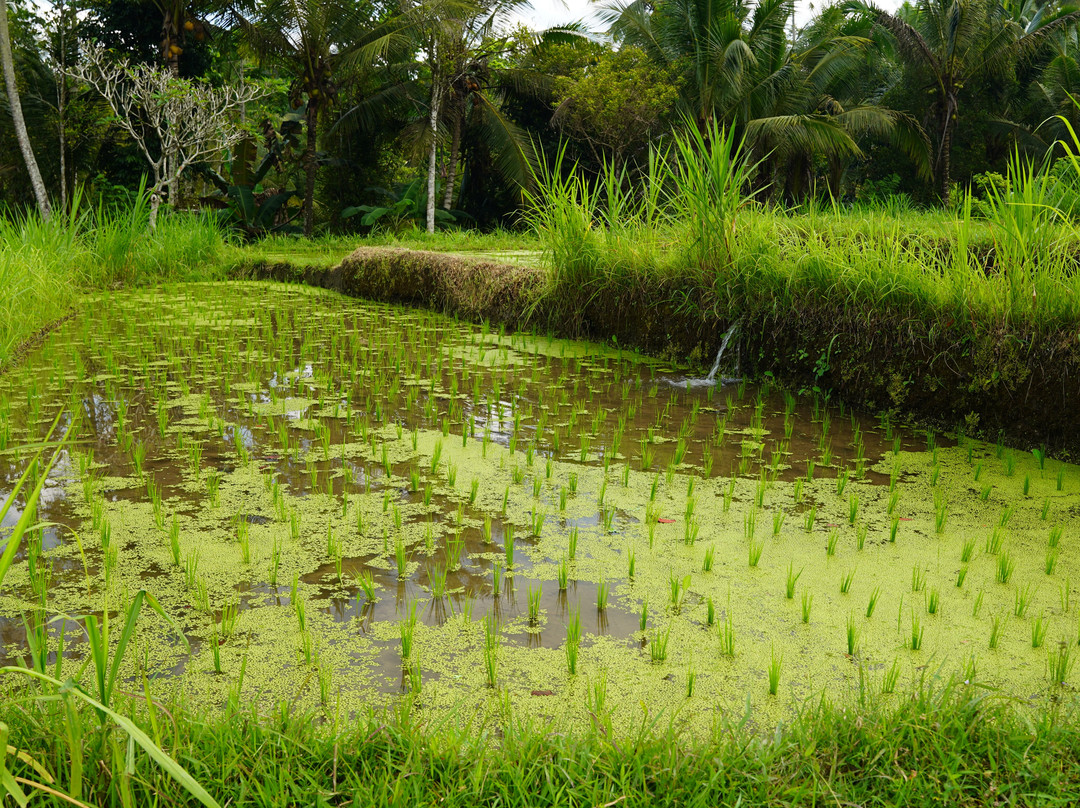 Beji Selati-Bunutin必去景点