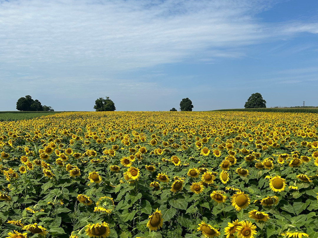 The Sunflower Farm景点图片