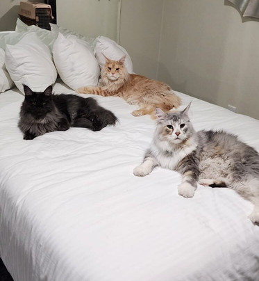 Centennial Hotel Spokane主图