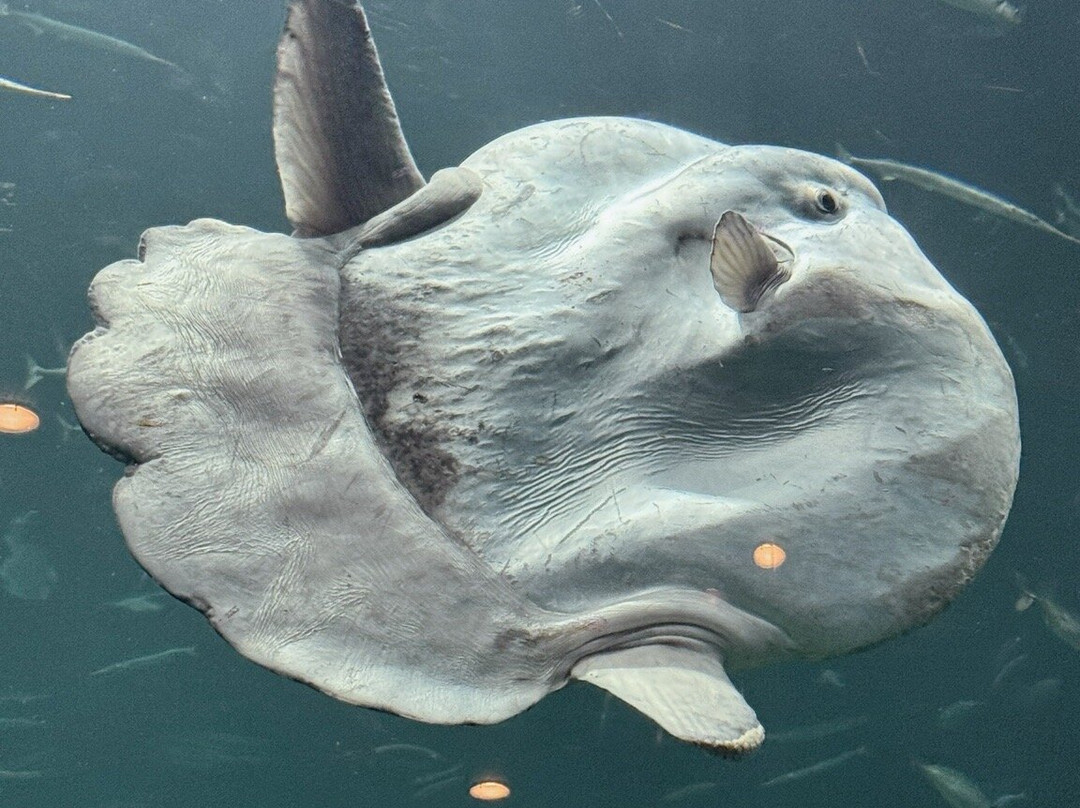 Nordsoen Oceanarium景点图片