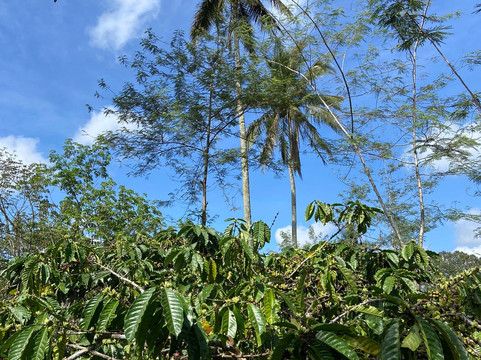 Kalibendo Eco Tourism-巴纽旺宣必去景点