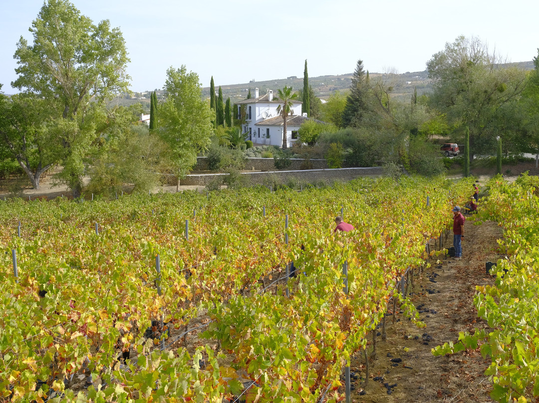 Bodega Huerto De La Condesa-隆达必去景点
