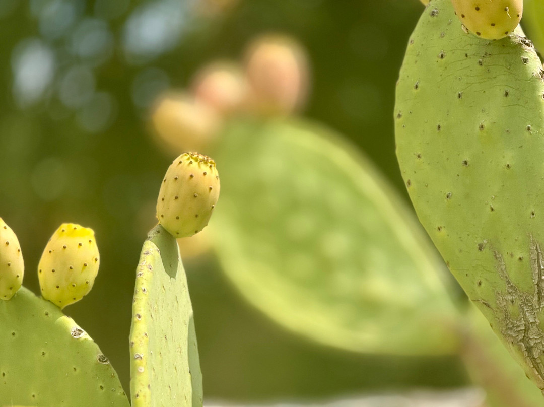 B&B Lamie di Olimpia主图