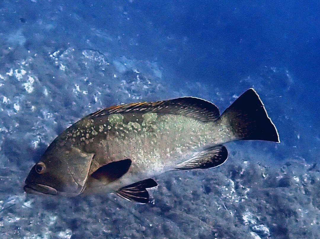 Evasioni Blu Diving Ustica-Ustica必去景点
