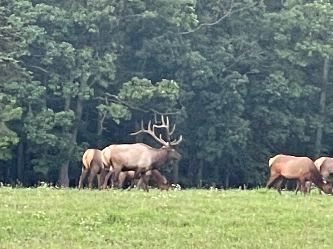 Elk Country Visitor Center景点图片