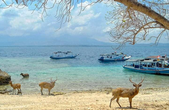 Snorkeling Diving Menjangan景点图片