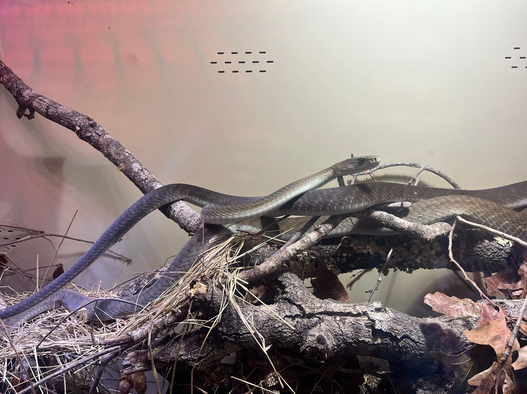 Reptile Preservation Institute-Keystone Heights必去景点